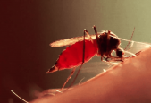 如何科学地消灭蚊子